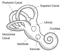 Inner Ear Dizziness