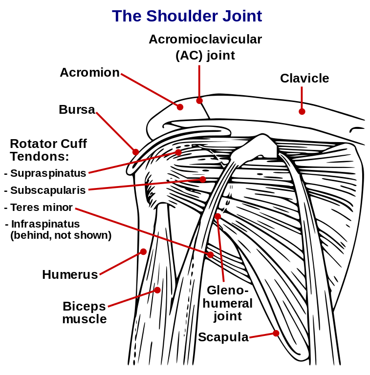 Shoulder Pain:  Joint Bones and Muscles of the shoulder