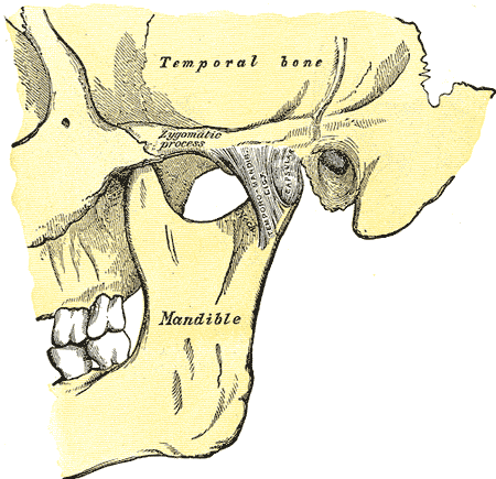 TMJ pain is associated with the joint where the jaw (mandible) connects to the temporal bone (skull)