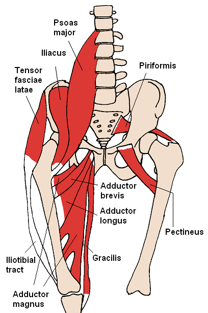 Anterior Hip Muscles - By Beth ohara - Own work, CC BY-SA 3.0, https://commons.wikimedia.org/w/index.php?curid=545389